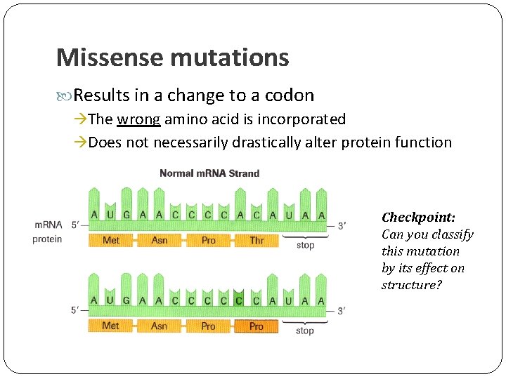 Missense mutations Results in a change to a codon The wrong amino acid is