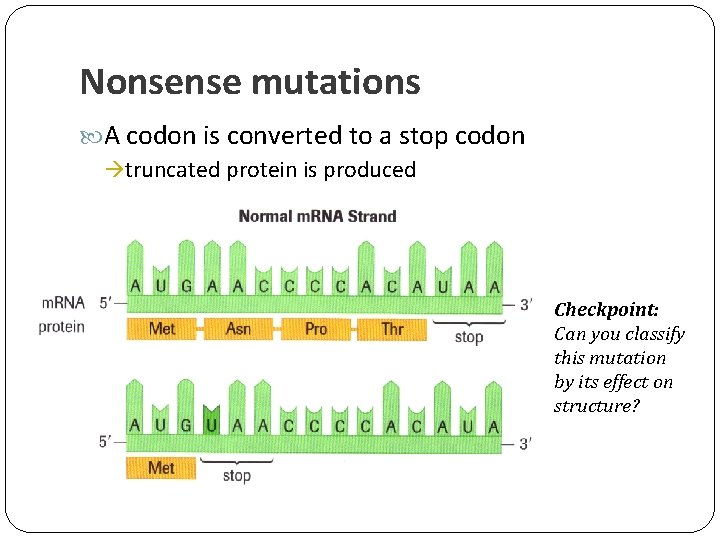 Nonsense mutations A codon is converted to a stop codon truncated protein is produced