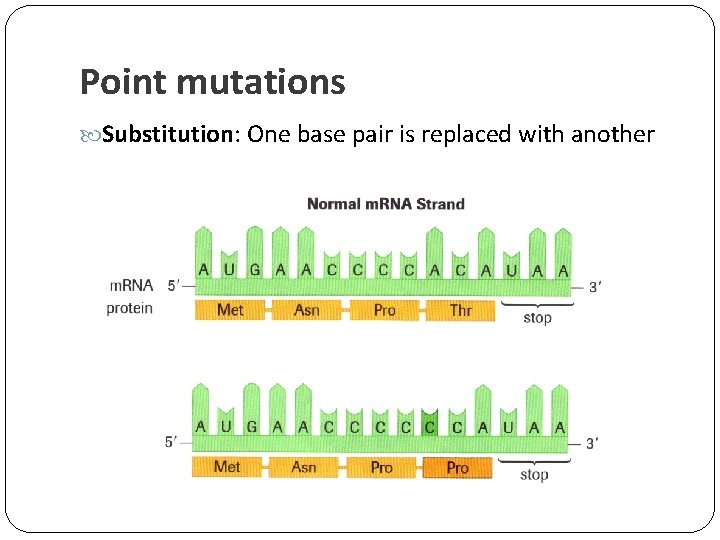 Point mutations Substitution: One base pair is replaced with another 