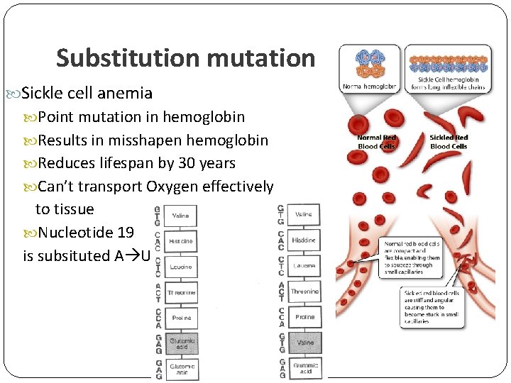 Substitution mutation Sickle cell anemia Point mutation in hemoglobin Results in misshapen hemoglobin Reduces