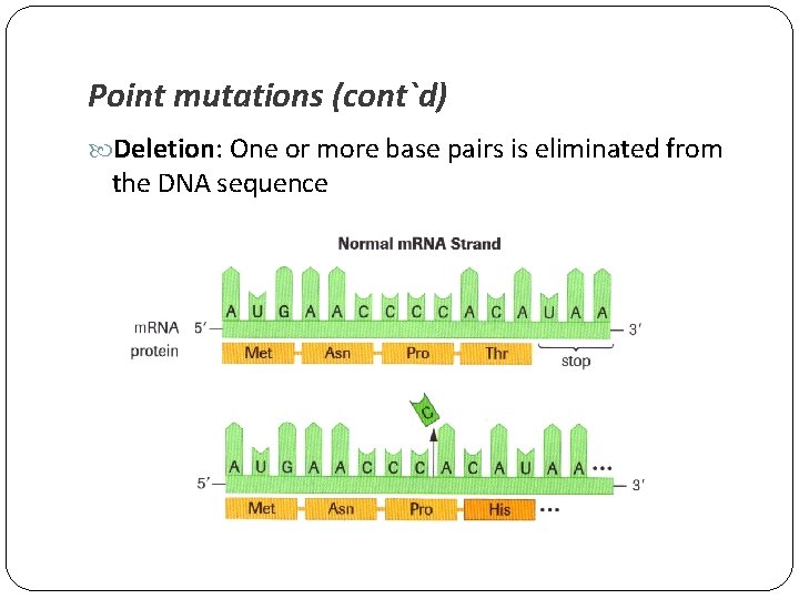 Point mutations (cont`d) Deletion: One or more base pairs is eliminated from the DNA