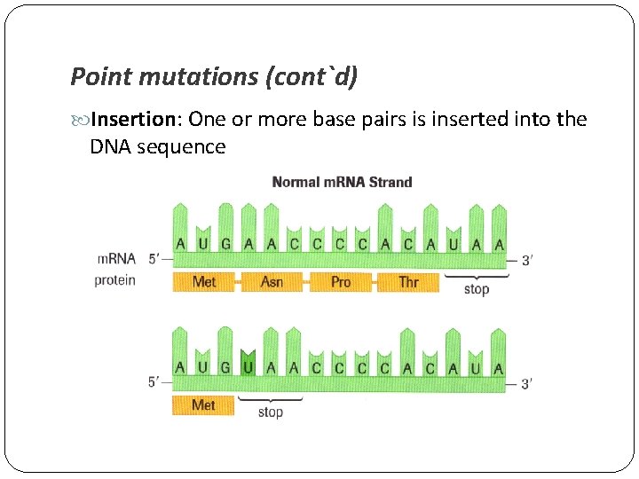 Point mutations (cont`d) Insertion: One or more base pairs is inserted into the DNA