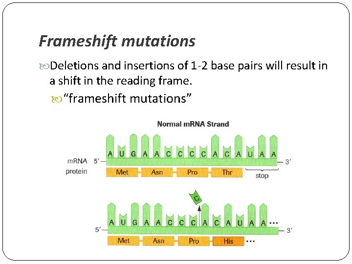 Frameshift mutations Deletions and insertions of 1 -2 base pairs will result in a