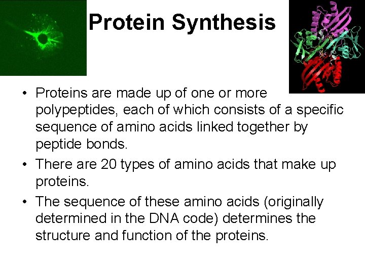 Protein Synthesis • Proteins are made up of one or more polypeptides, each of