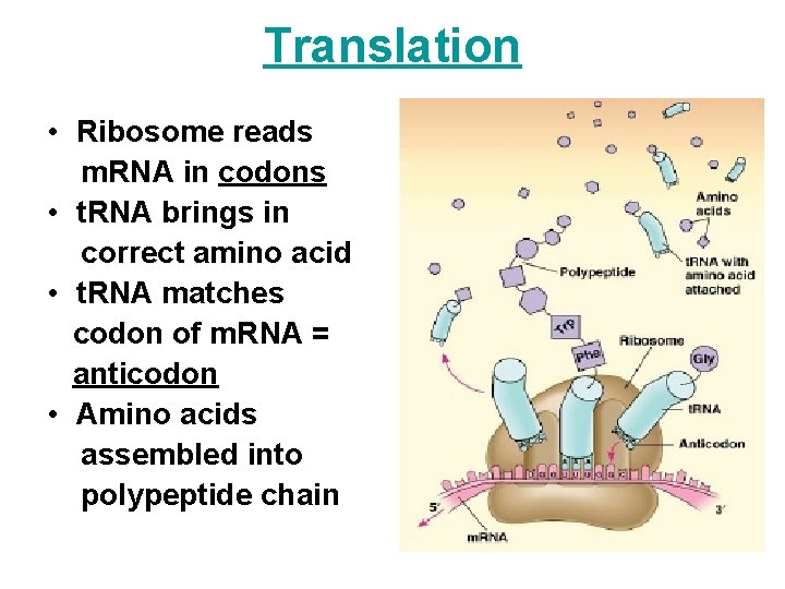 Translation • Ribosome reads m. RNA in codons • t. RNA brings in correct