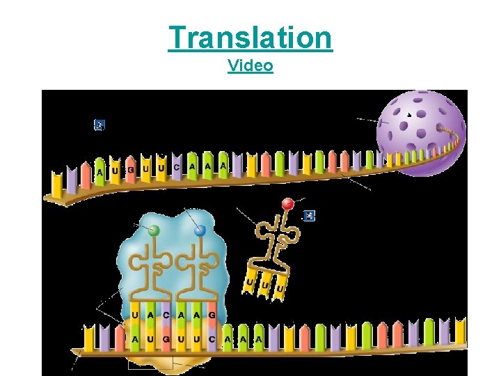 Translation Video Nucleus Messenger RNA is transcribed in the nucleus. Phenylalanine t. RNA Methionine