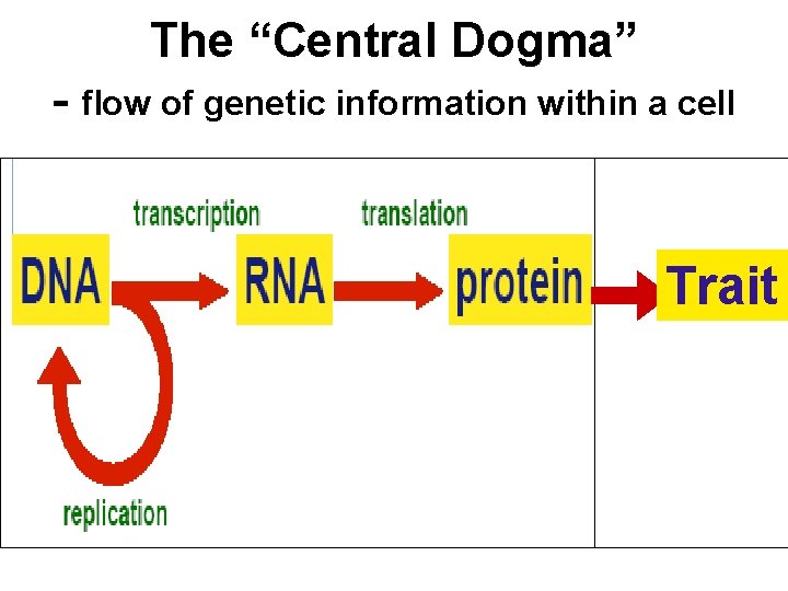 The “Central Dogma” - flow of genetic information within a cell Trait 