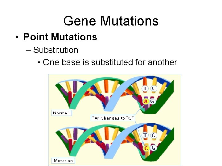 Gene Mutations • Point Mutations – Substitution • One base is substituted for another