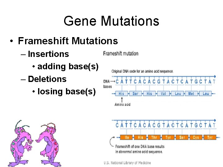 Gene Mutations • Frameshift Mutations – Insertions • adding base(s) – Deletions • losing