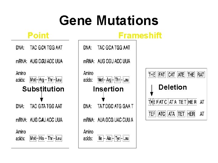 Gene Mutations Point Substitution Frameshift Insertion Deletion 