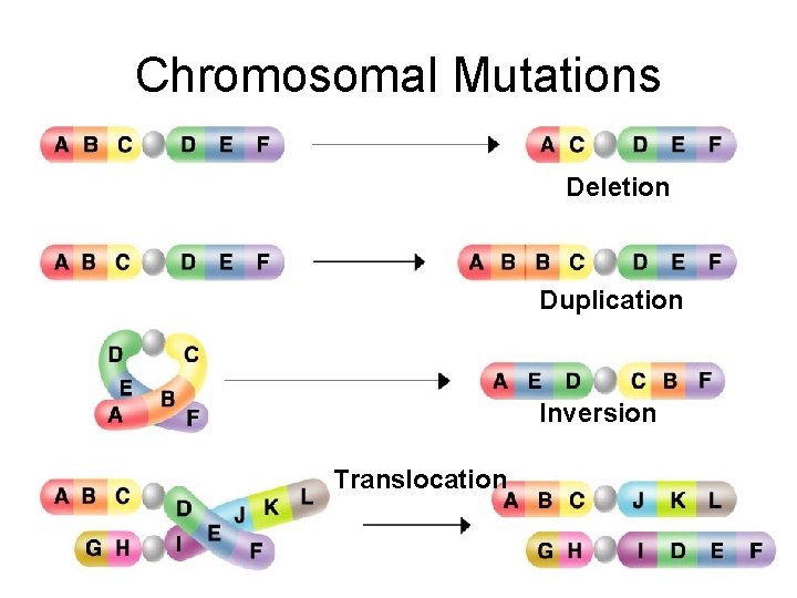 Chromosomal Mutations Deletion Duplication Inversion Translocation 