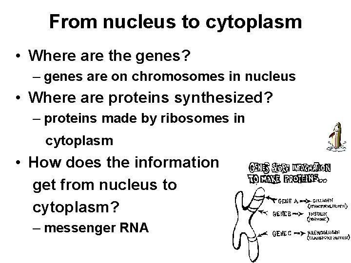 From nucleus to cytoplasm • Where are the genes? – genes are on chromosomes