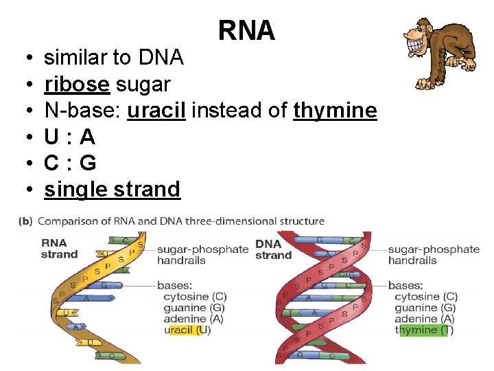  • • • RNA similar to DNA ribose sugar N-base: uracil instead of
