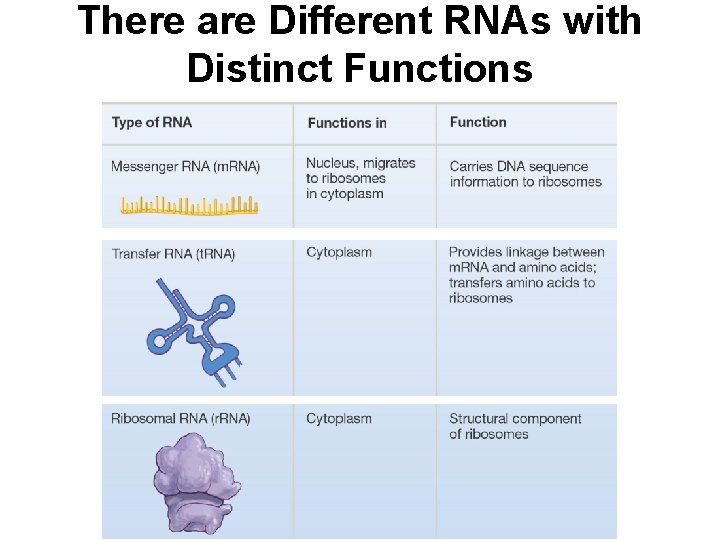 There are Different RNAs with Distinct Functions 