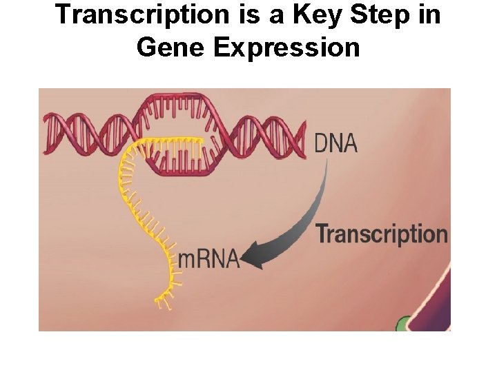 Transcription is a Key Step in Gene Expression 