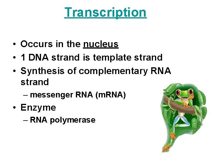 Transcription • Occurs in the nucleus • 1 DNA strand is template strand •