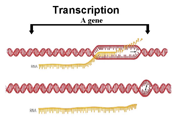 Transcription A gene 