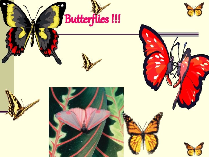 Butterflies !!! 