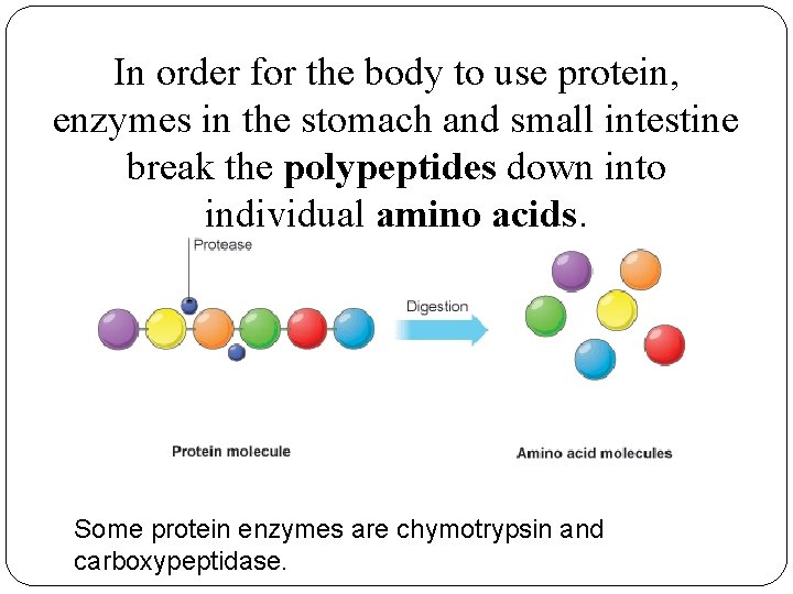 In order for the body to use protein, enzymes in the stomach and small