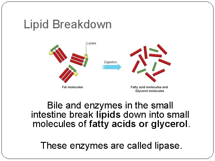 Lipid Breakdown Bile and enzymes in the small intestine break lipids down into small