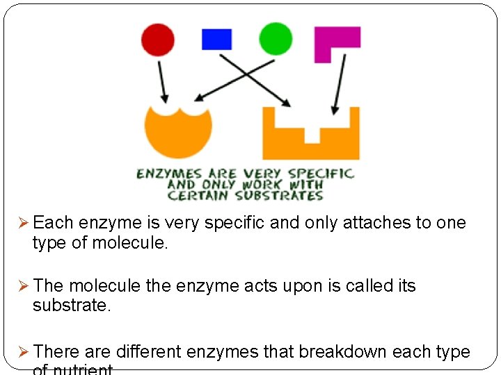 Ø Each enzyme is very specific and only attaches to one type of molecule.