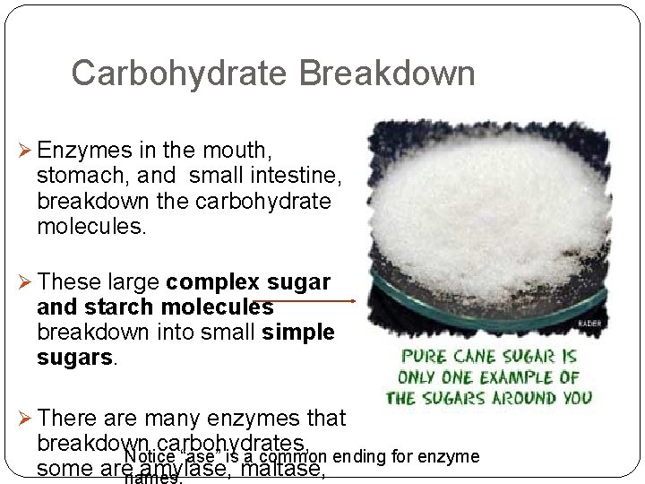 Carbohydrate Breakdown Ø Enzymes in the mouth, stomach, and small intestine, breakdown the carbohydrate