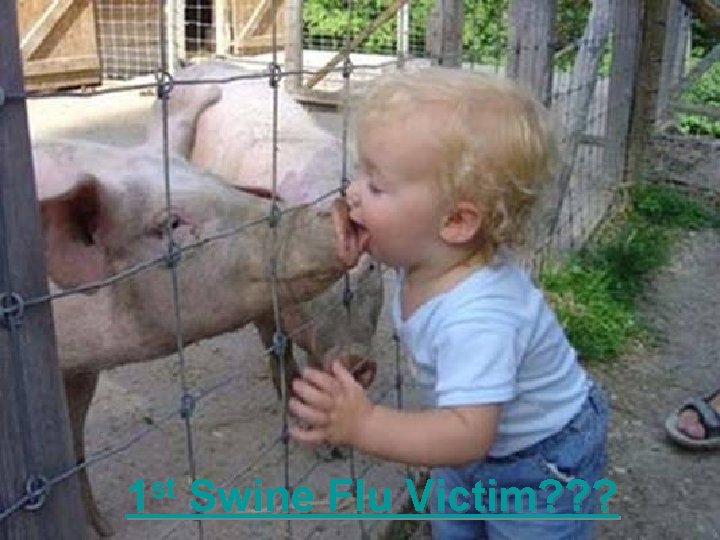 1 st Swine Flu Victim? ? ? 