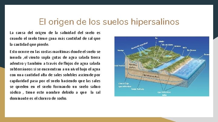 El origen de los suelos hipersalinos La causa del origen de la salinidad del