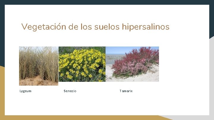 Vegetación de los suelos hipersalinos Lygeum Senecio Tamarix 