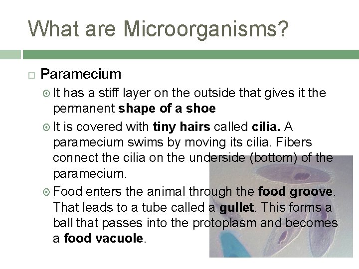 What are Microorganisms? Paramecium It has a stiff layer on the outside that gives