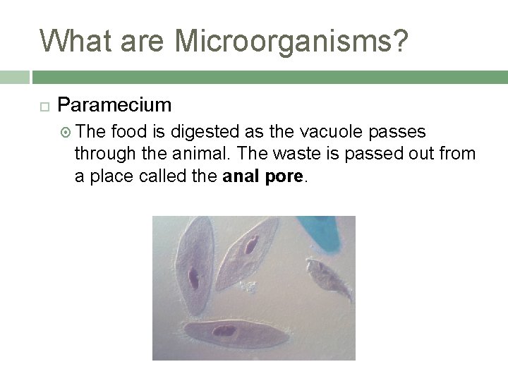 What are Microorganisms? Paramecium The food is digested as the vacuole passes through the