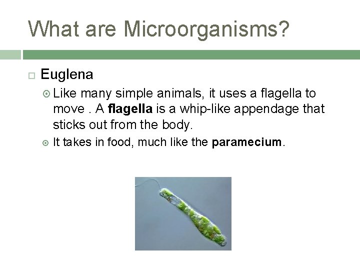 What are Microorganisms? Euglena Like many simple animals, it uses a flagella to move.