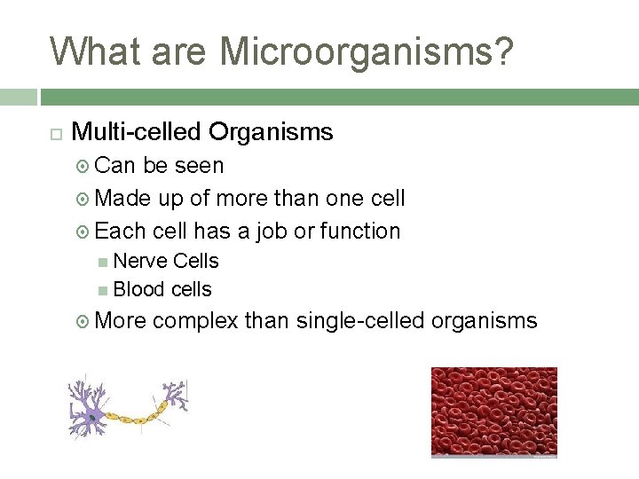 What are Microorganisms? Multi-celled Organisms Can be seen Made up of more than one