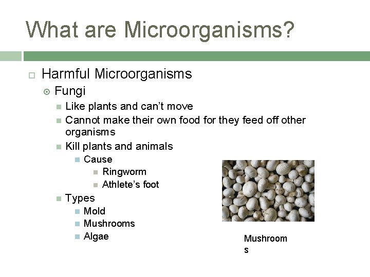 What are Microorganisms? Harmful Microorganisms Fungi Like plants and can’t move Cannot make their