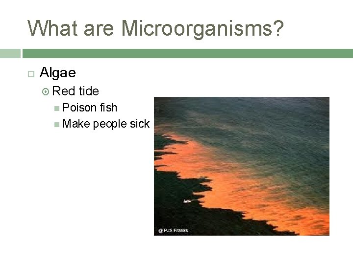 What are Microorganisms? Algae Red tide Poison fish Make people sick 