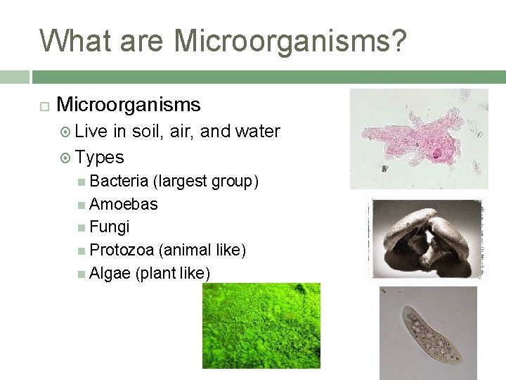 What are Microorganisms? Microorganisms Live in soil, air, and water Types Bacteria (largest group)