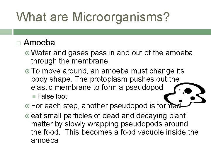 What are Microorganisms? Amoeba Water and gases pass in and out of the amoeba