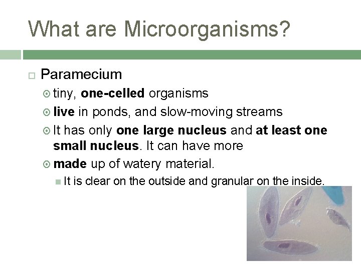 What are Microorganisms? Paramecium tiny, one-celled organisms live in ponds, and slow-moving streams It