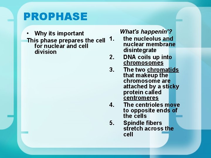 PROPHASE What’s happenin’? • Why its important the nucleolus and This phase prepares the