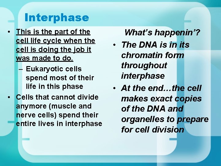 Interphase • This is the part of the cell life cycle when the cell
