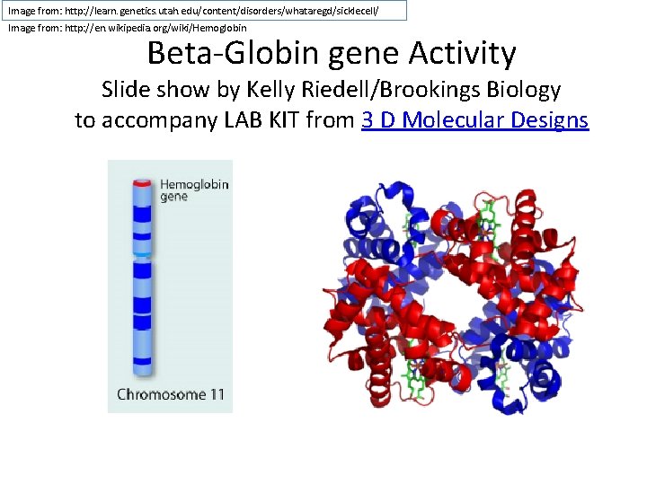 Image from: http: //learn. genetics. utah. edu/content/disorders/whataregd/sicklecell/ Image from: http: //en. wikipedia. org/wiki/Hemoglobin Beta-Globin