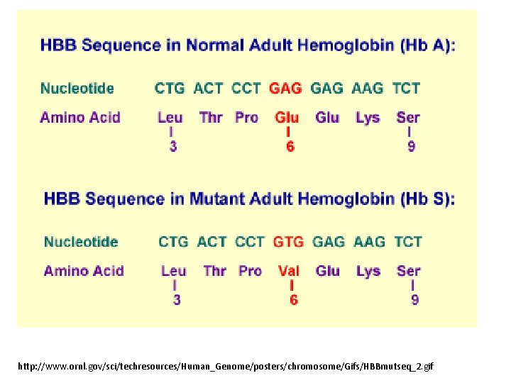 http: //www. ornl. gov/sci/techresources/Human_Genome/posters/chromosome/Gifs/HBBmutseq_2. gif 