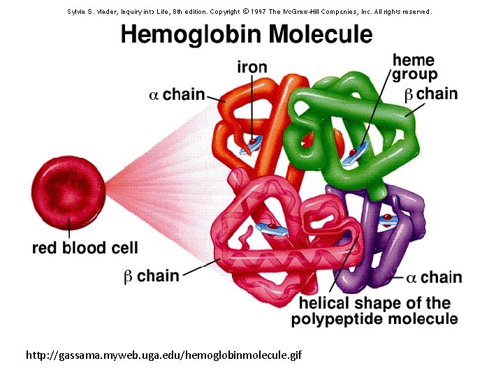 http: //gassama. myweb. uga. edu/hemoglobinmolecule. gif 