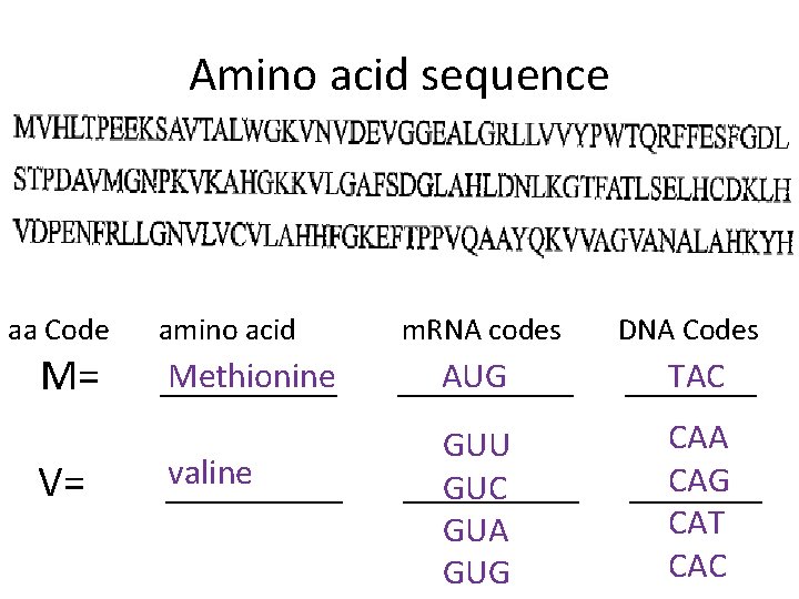 Amino acid sequence aa Code M= V= amino acid Methionine ____ valine ____ m.