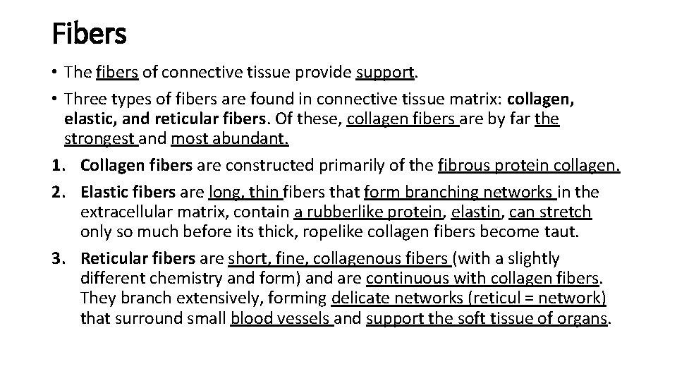 Fibers • The fibers of connective tissue provide support. • Three types of fibers