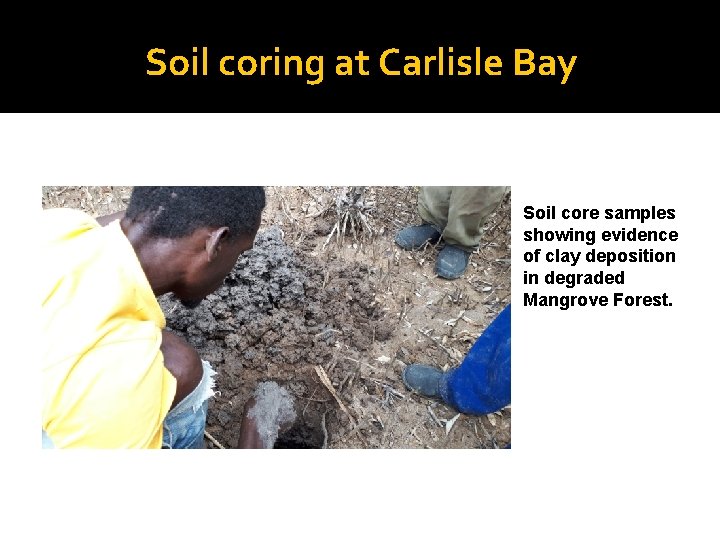 Soil coring at Carlisle Bay Soil core samples showing evidence of clay deposition in