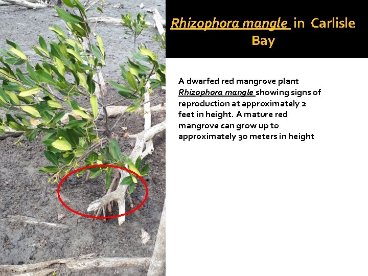 Rhizophora mangle in Carlisle Bay A dwarfed red mangrove plant Rhizophora mangle showing signs