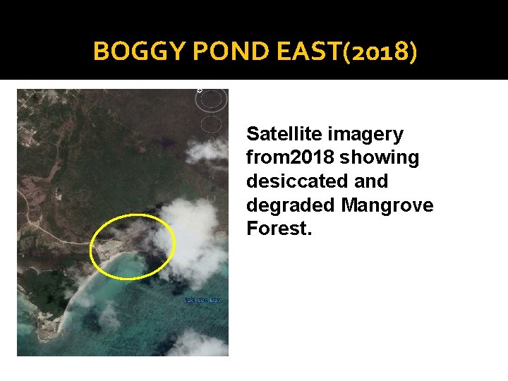 BOGGY POND EAST(2018) Satellite imagery from 2018 showing desiccated and degraded Mangrove Forest. 