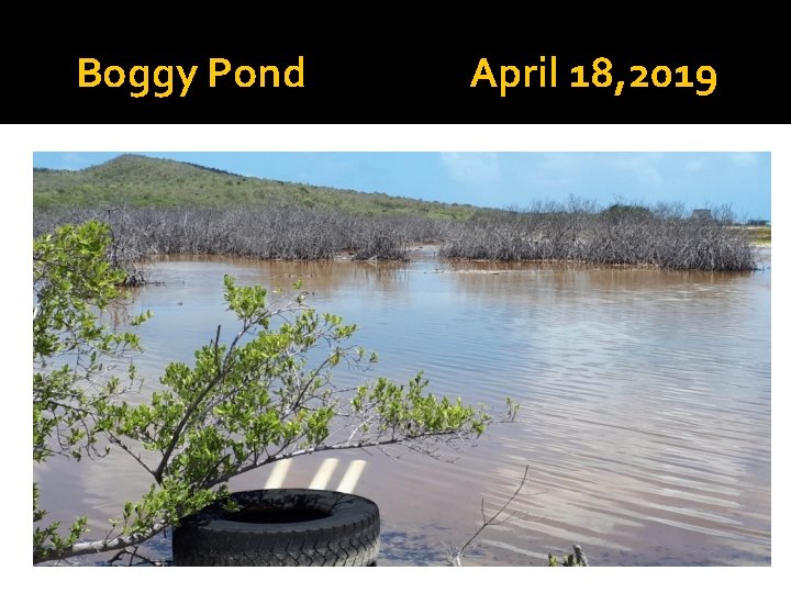 Boggy Pond April 18, 2019 