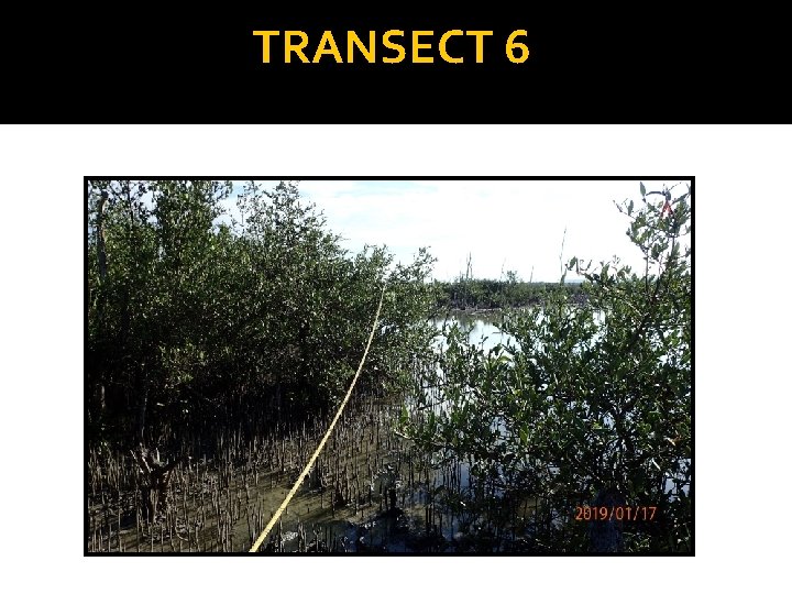 TRANSECT 6 